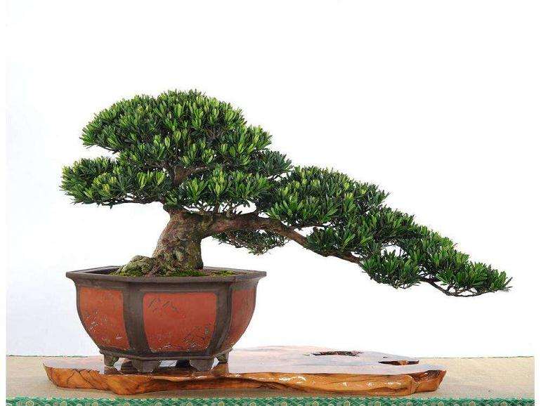 春季罗汉松盆景怎么扦插繁殖的方法