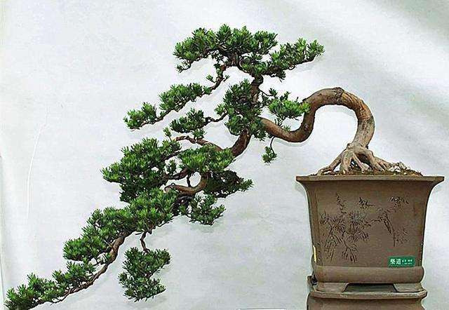 罗汉松盆景怎么养殖方法和注意事项