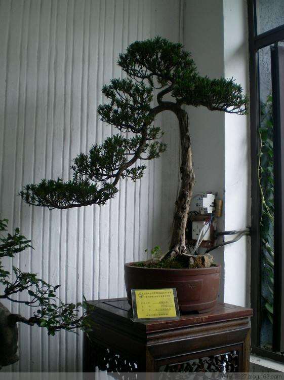 罗汉松盆景怎么养殖方法和注意事项