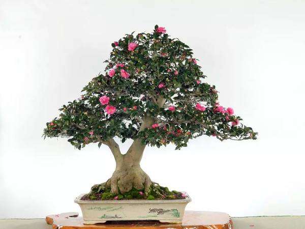 盆栽茶花怎么僵蕾僵花的5个成因