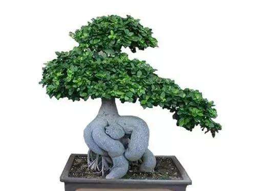 雀舌罗汉松盆景价格 给两万都不售