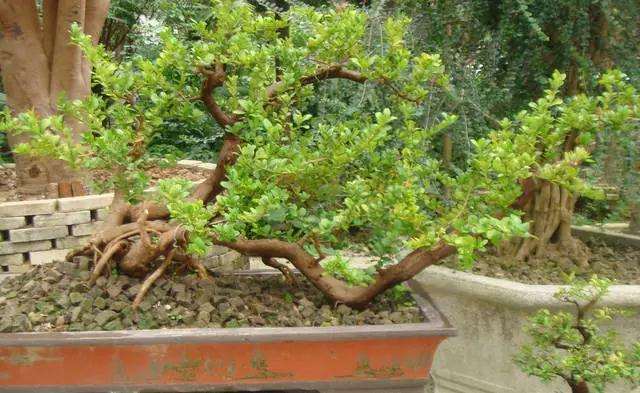 图解 山橘盆景18年的制作过程