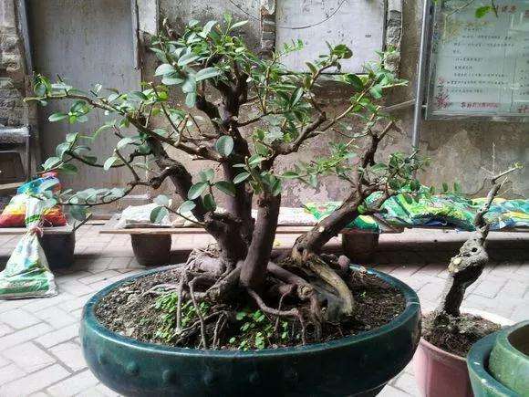 图解 山橘盆景18年的制作过程