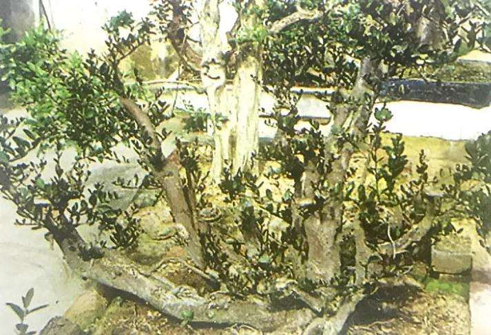 图解 山橘盆景18年的制作过程