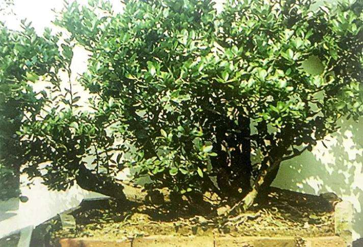 图解 山橘盆景18年的制作过程