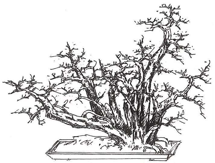 图解 山橘盆景18年的制作过程