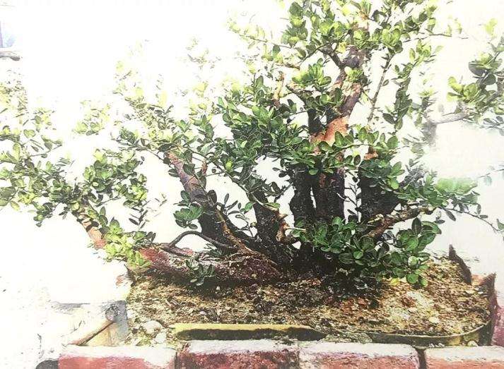 图解 山橘盆景18年的制作过程