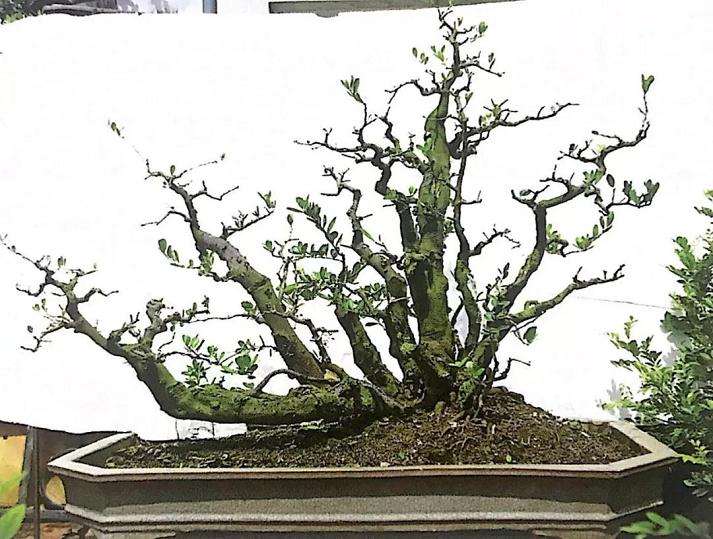 图解 山橘盆景18年的制作过程