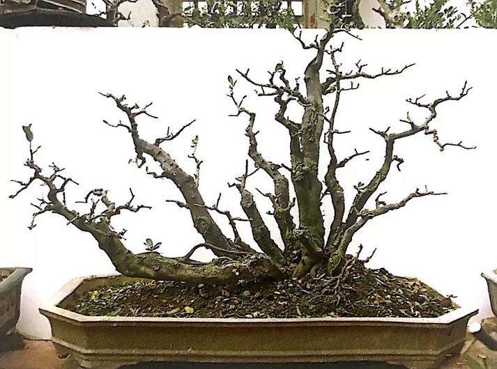 图解 山橘盆景18年的制作过程