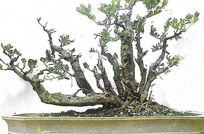 图解 山橘盆景18年的制作过程