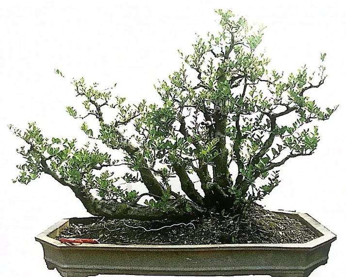 图解 山橘盆景18年的制作过程