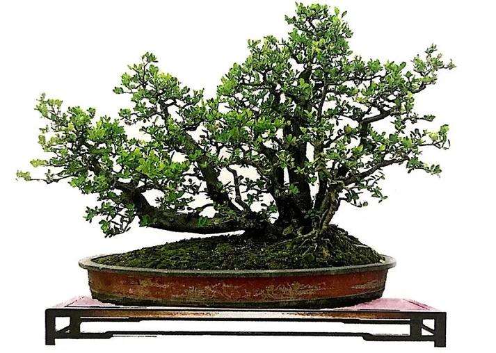 图解 山橘盆景18年的制作过程