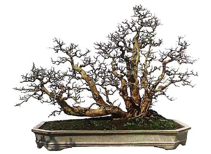 图解 山橘盆景18年的制作过程