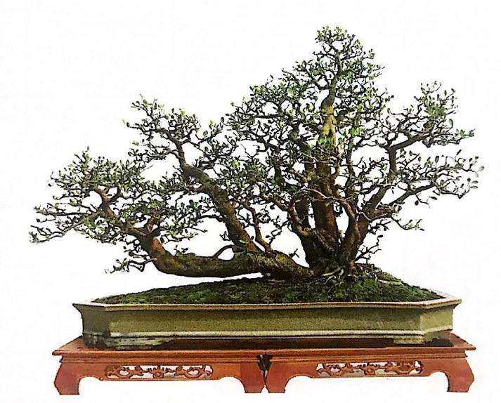 图解 山橘盆景18年的制作过程