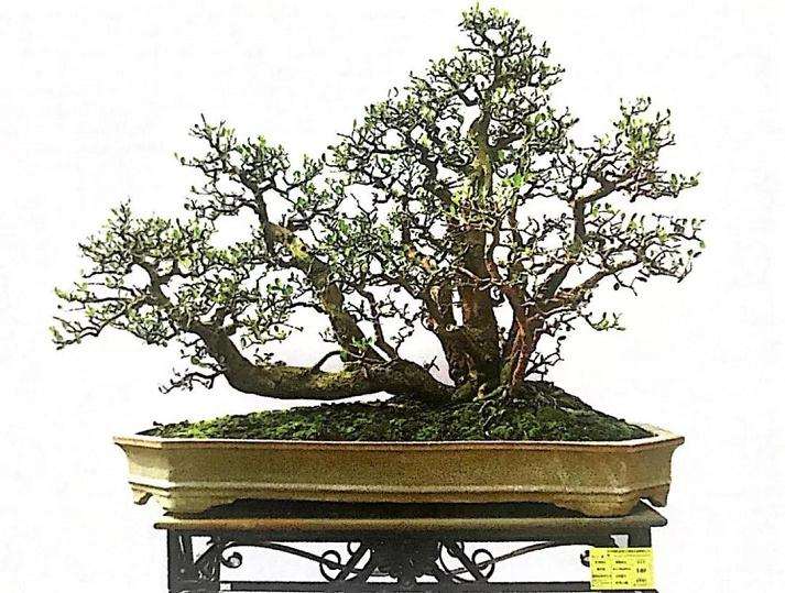 图解 山橘盆景18年的制作过程