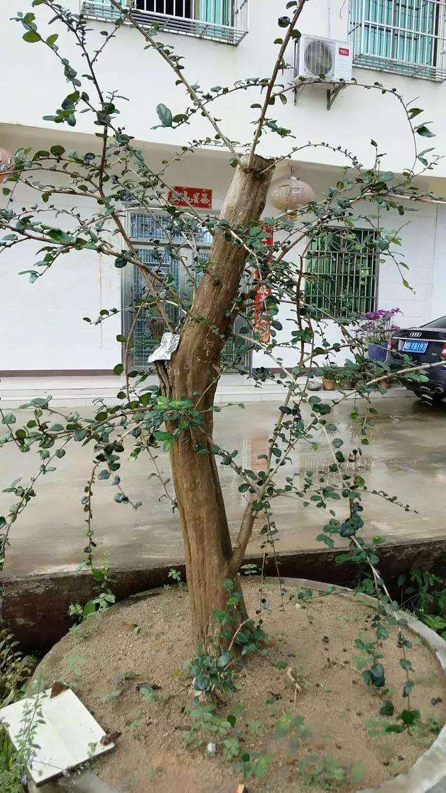 博兰风动型盆景怎么造型设计的方法