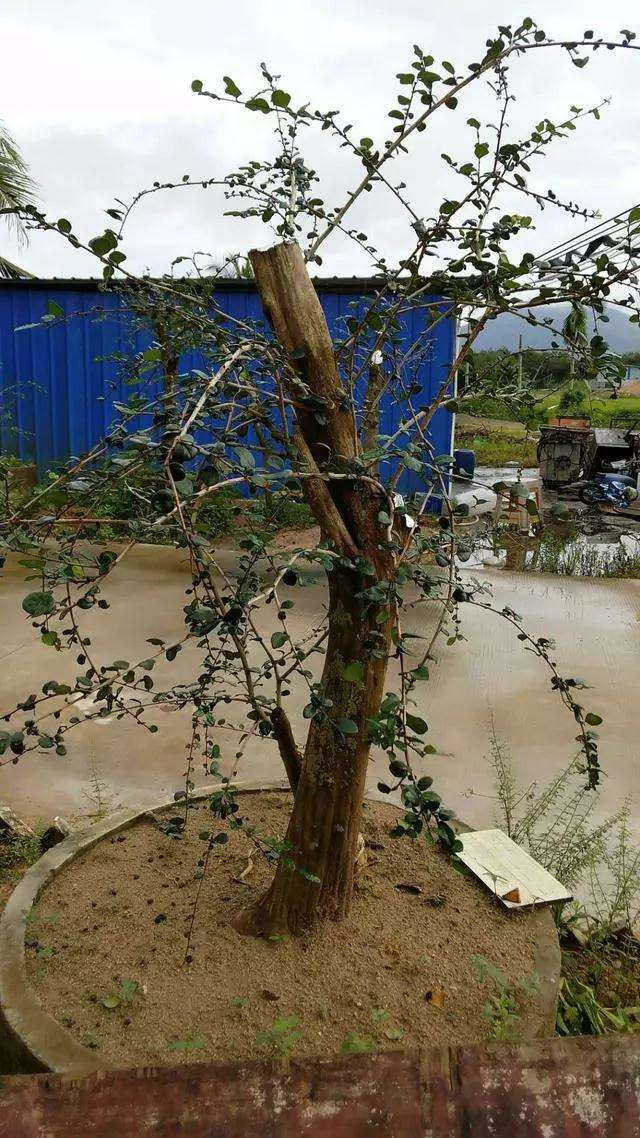 博兰风动型盆景怎么造型设计的方法