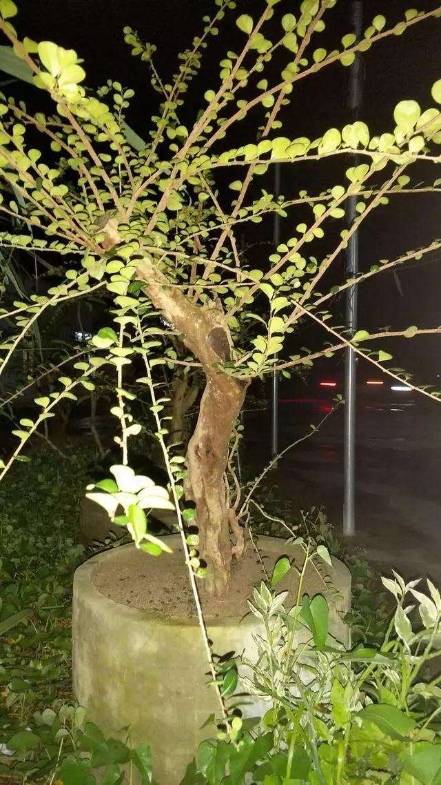 博兰风动型盆景怎么造型设计的方法