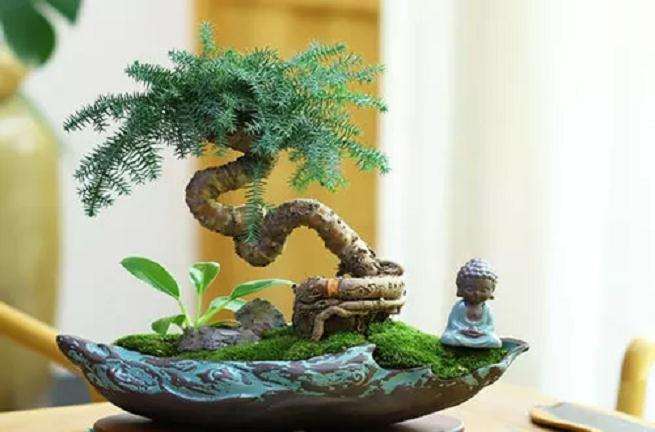 夏季澳洲松盆景怎么浇水养护的方法