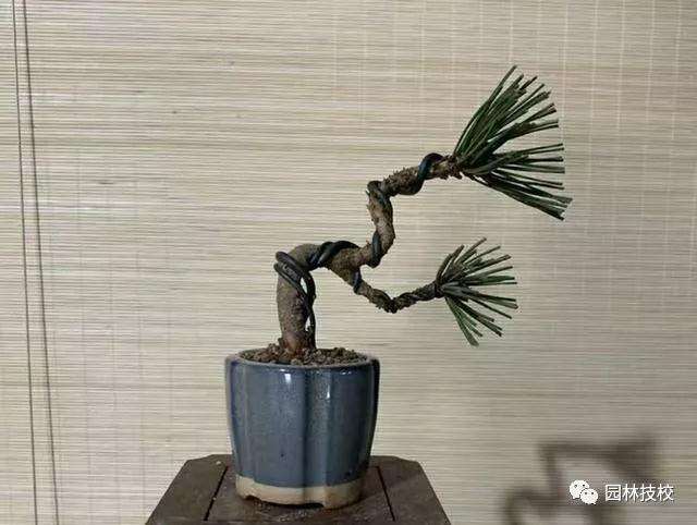 岩松盆景怎么施肥的4个方法