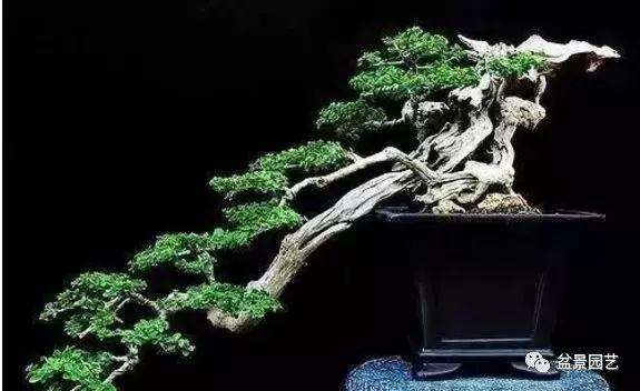 树桩盆景怎么蟠扎枝条的4个方法