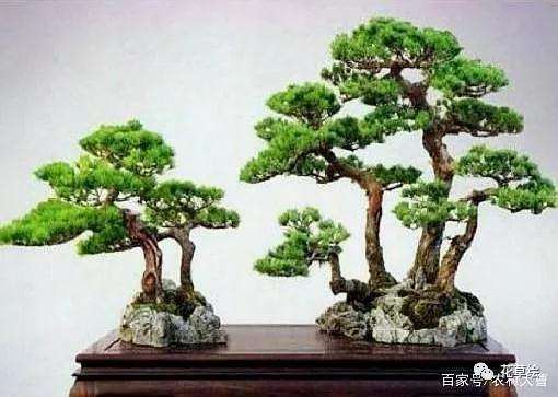 盆景怎么造型形