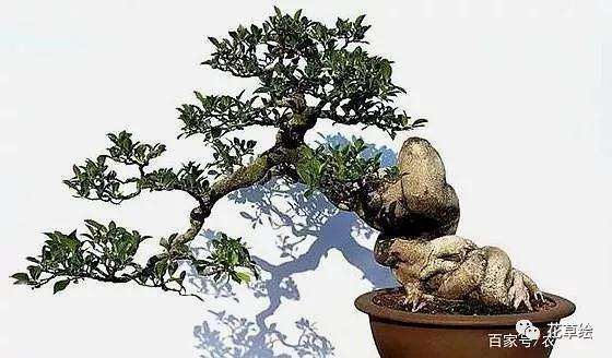 盆景怎么造型形