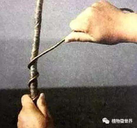 盆景怎么用拿弯的方法来蟠扎造型