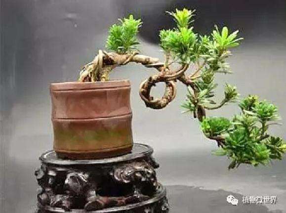 盆景怎么用拿弯的方法来蟠扎造型