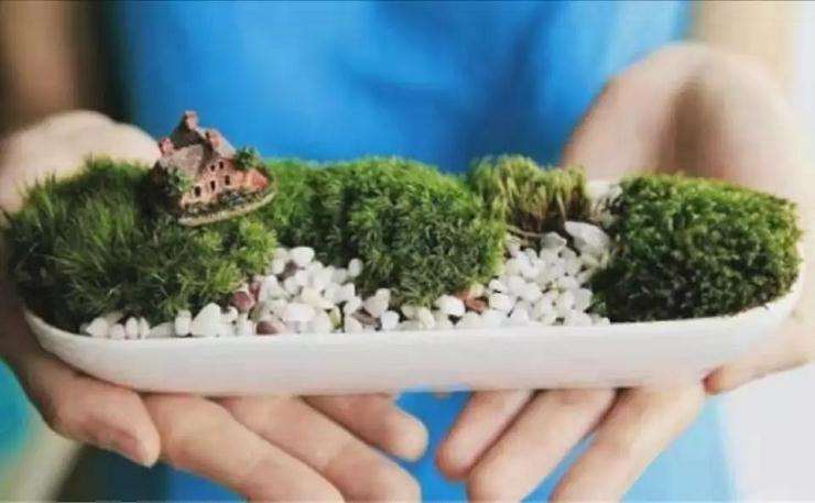 北京暑假苔藓微盆景制作活动报名