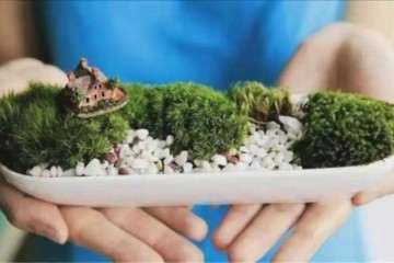 北京暑假苔藓微盆景制作活动报名