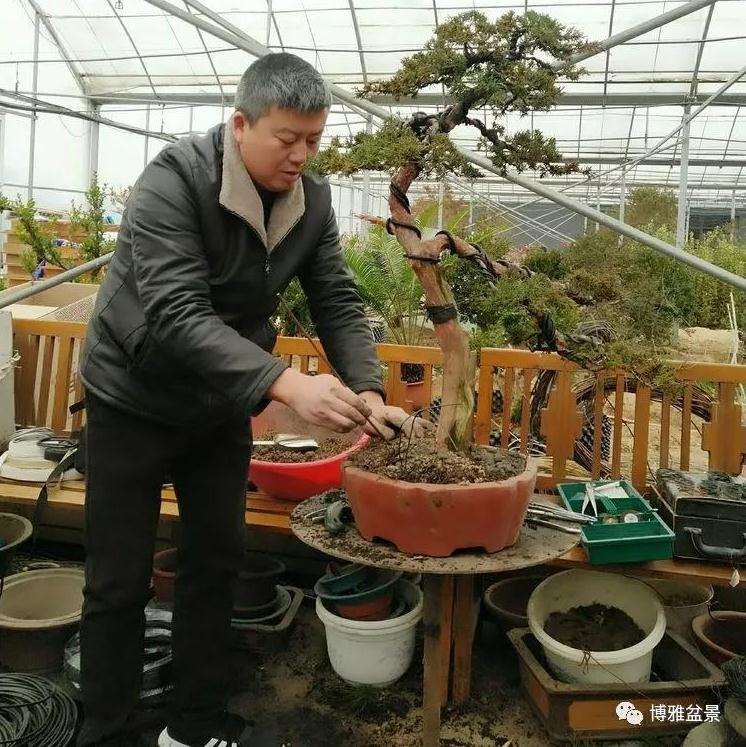 江苏省2018年度扬派盆景收藏家