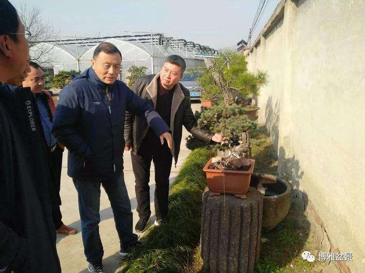 江苏省2018年度扬派盆景收藏家