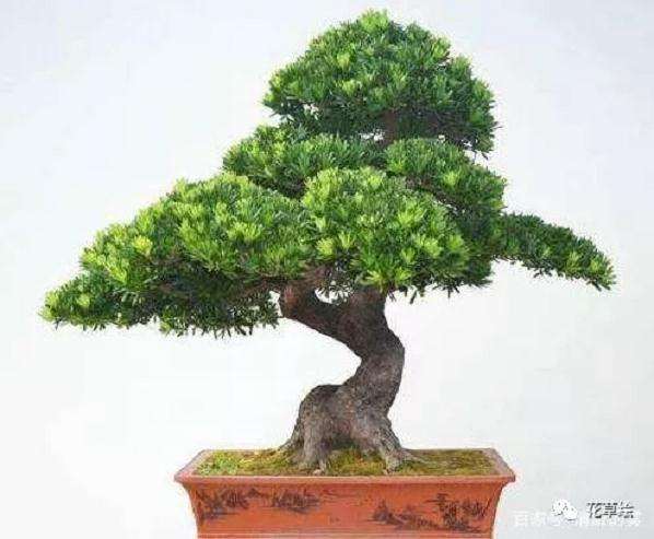 怎么在家轻松制作盆景的4个方法