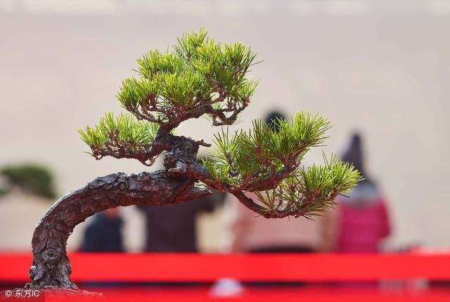 松柏类盆景该怎么截干蓄枝的方法