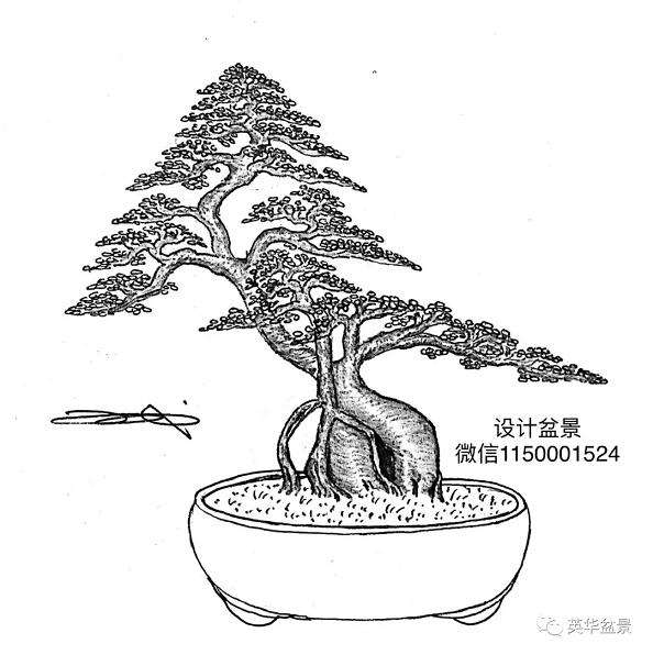 树桩盆景设计构图友什么意义