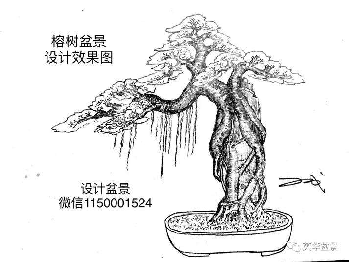 树桩盆景设计构图友什么意义