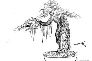 树桩盆景设计构图友什么意义