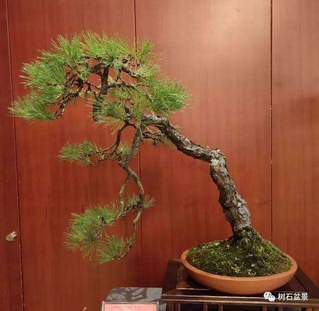 2019年 胡乐国盆景艺术研讨会