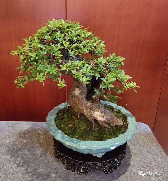 2019年 胡乐国盆景艺术研讨会