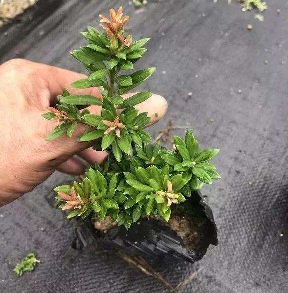 罗汉松盆景枝条怎么扦插繁殖的方法