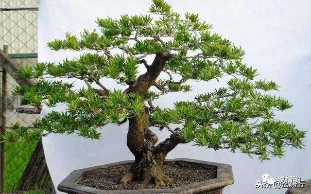 罗汉松盆景怎么土壤养护的方法