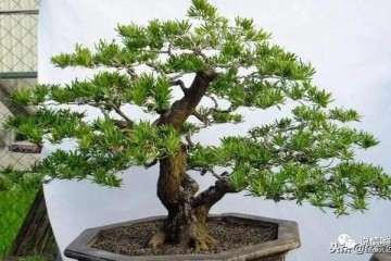 罗汉松盆景怎么土壤养护的方法