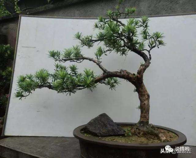 罗汉松盆景在秋季怎么扦插繁殖的方法