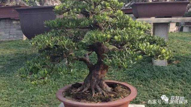 罗汉松盆景什么时候开始造型最好