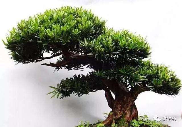 罗汉松盆景怎么浇水喷水的方法