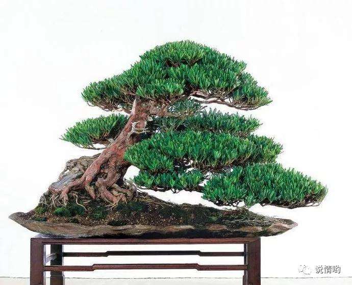 罗汉松盆景放在室内