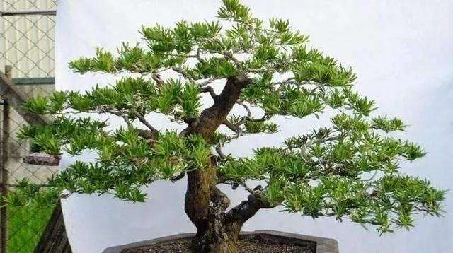 罗汉松盆景什么时候才可以开始整型