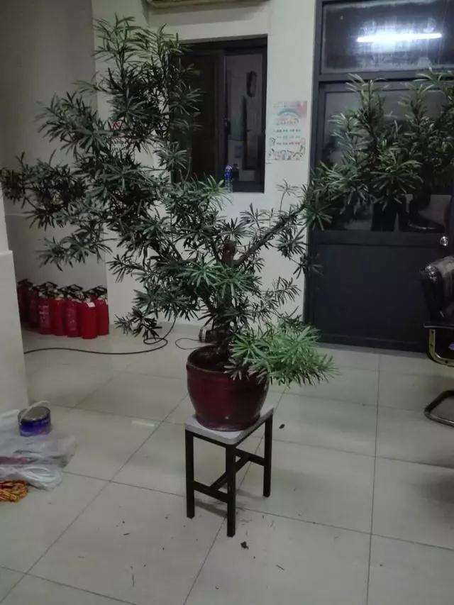 图解 罗汉松盆景的造型设计图