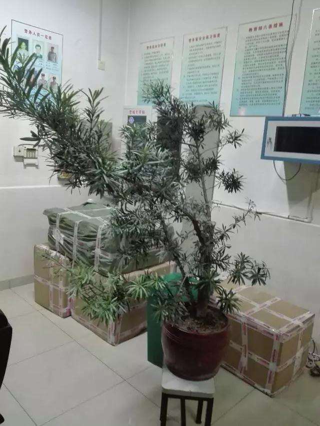 图解 罗汉松盆景的造型设计图